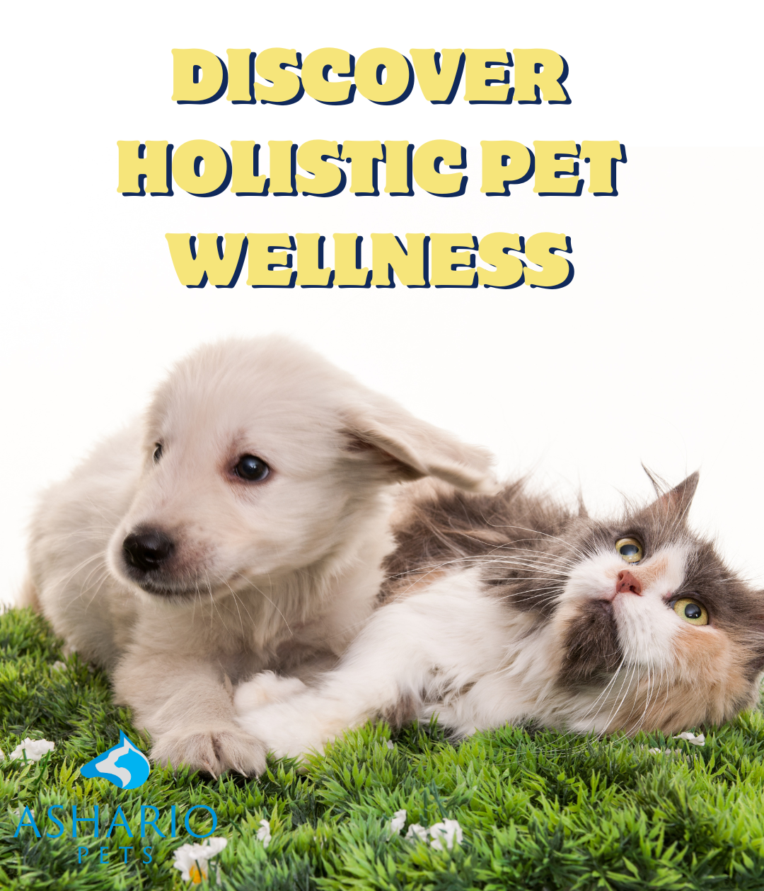 Pet Grooming Holistic Pet Food Store Near Me Ashario Pets: Pet