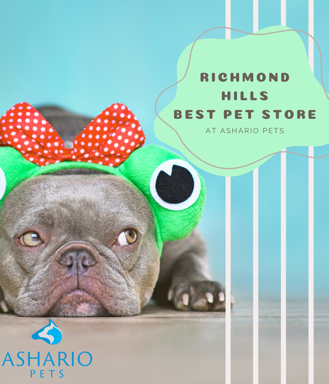 Ashario Pets: The Richmond Hill's Best Pet Store – AsharioPets