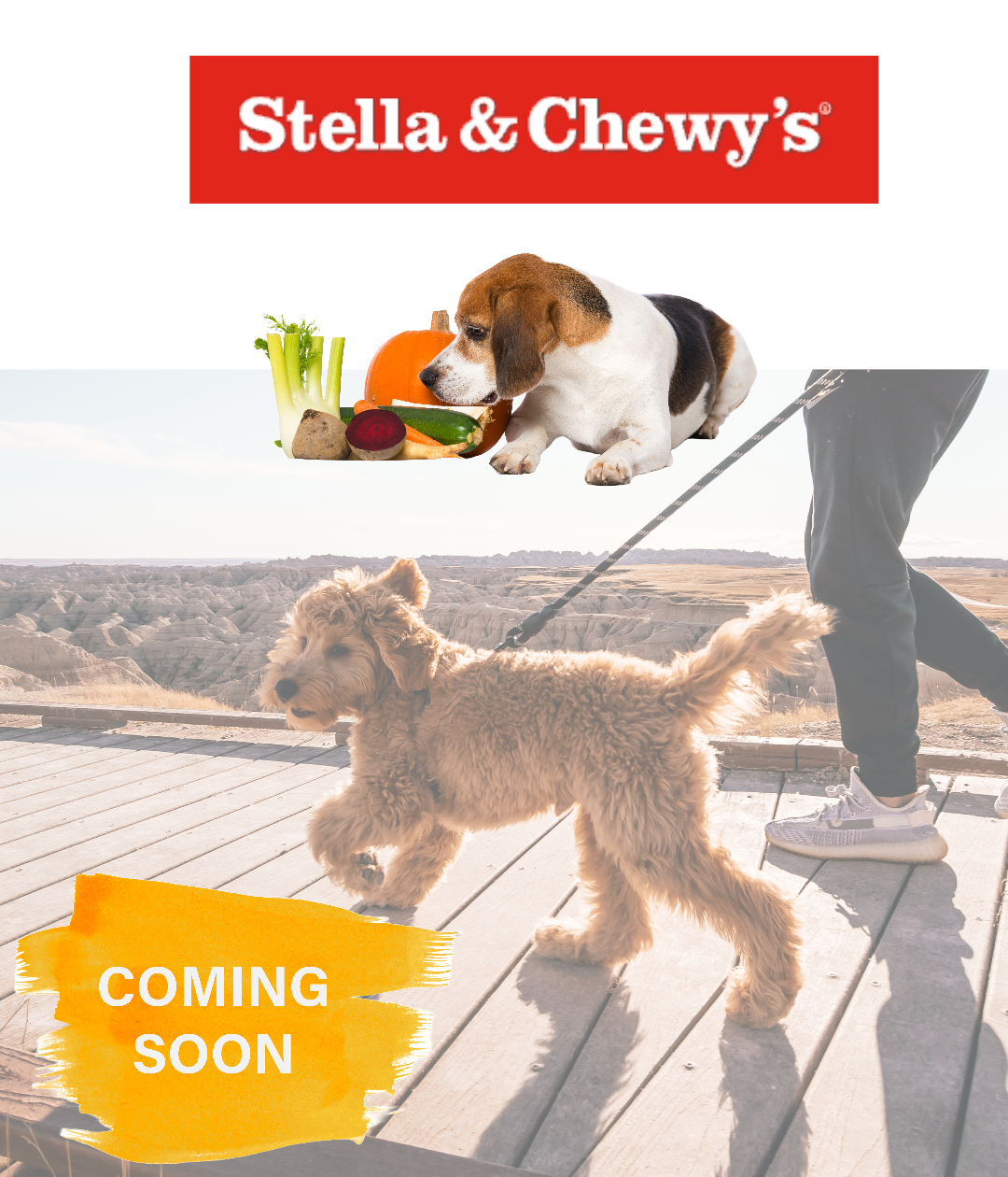 Ashario Pets Store Brand Spotlight Stella Chewy s AsharioPets