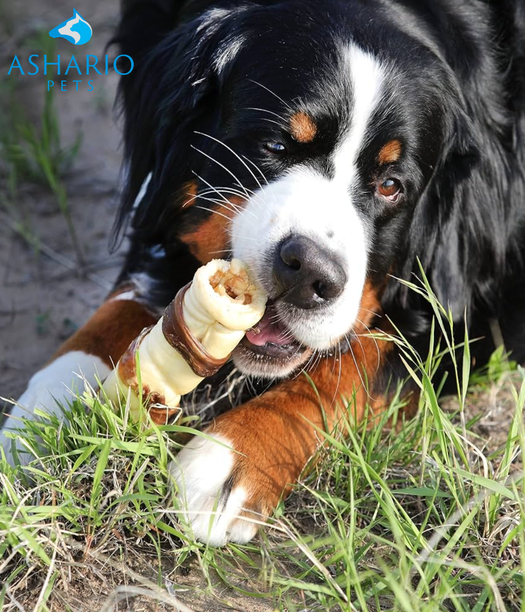 Beef Cheek Rolls: How Often Should You Treat Your Dog? – AsharioPets