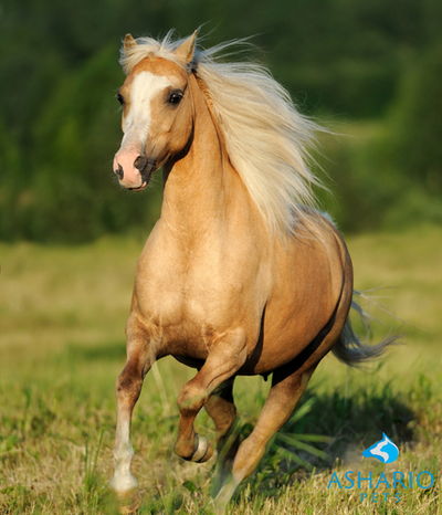 Address equine stress with CBD solutions from Ashario Pets. Our CBD products are specially crafted to calm nervous horses and support their emotional resilience, promoting a more balanced and relaxed demeanor.