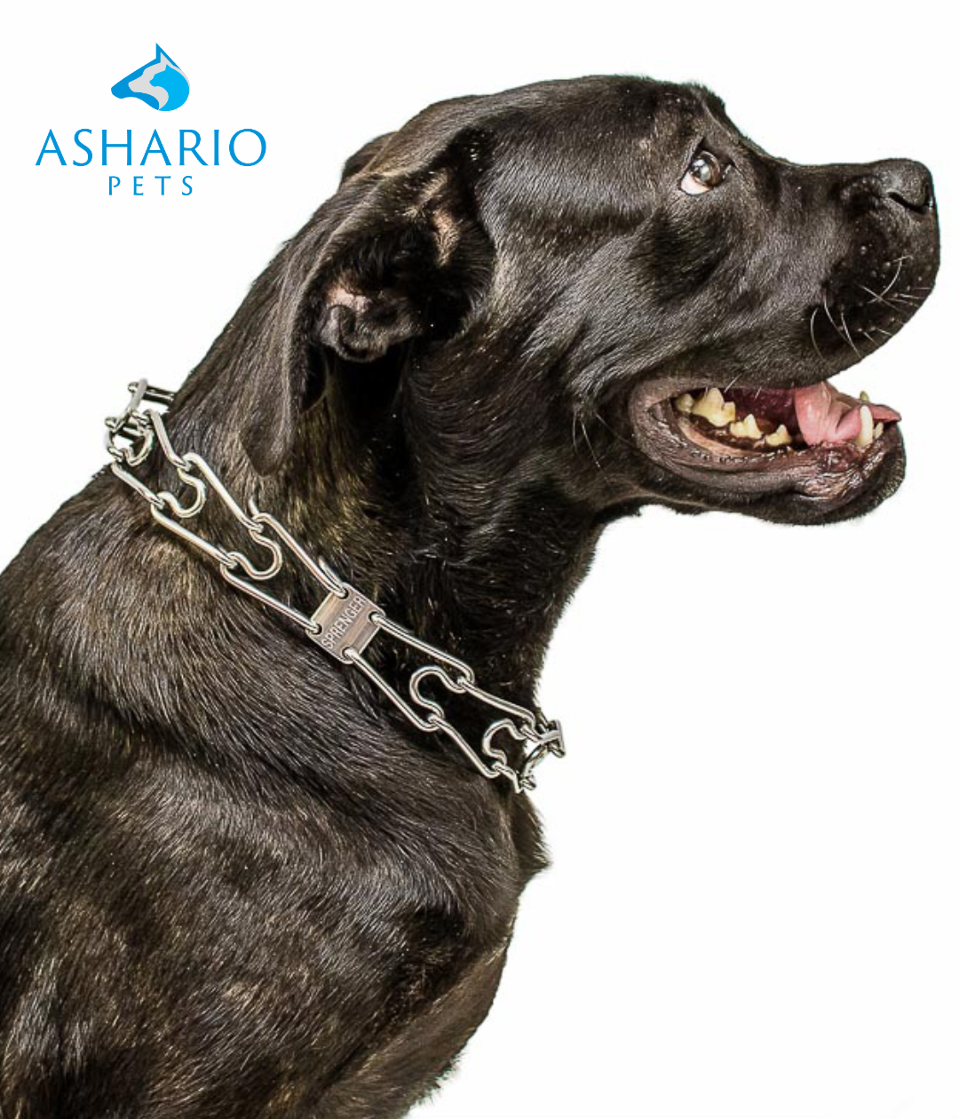 Exploring the Benefits of Positive Training Methods for Dogs: A