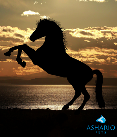 When it comes to CBD for horses, proper dosing is essential. Trust Ashario Pets for reliable advice on administering CBD to your equine companion. Visit our store in North York for expert guidance