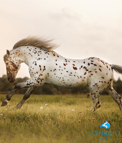 Administering CBD to horses can be done in several ways, depending on their preferences and needs. One common method is to mix CBD oil or tincture into their feed or treats.