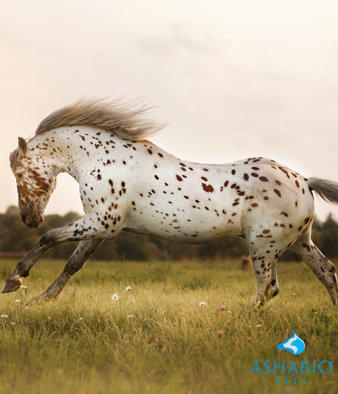 Administering CBD to horses can be done in several ways, depending on their preferences and needs. One common method is to mix CBD oil or tincture into their feed or treats.