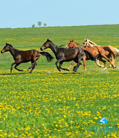 Wondering about the safety of CBD for your equine friend? Rest assured, at Ashario Pets, we prioritize the well-being of your horse.