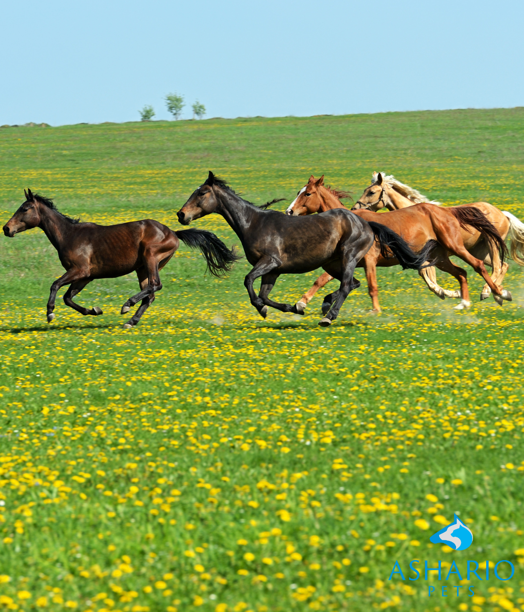 Wondering about the safety of CBD for your equine friend? Rest assured, at Ashario Pets, we prioritize the well-being of your horse.