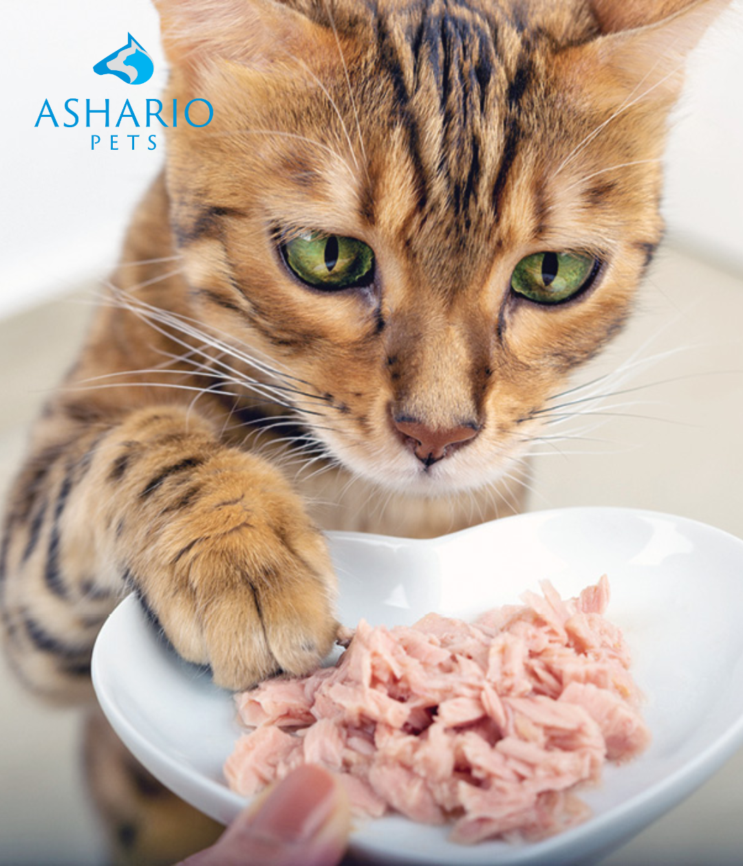 Diet Can I Eat Wet Cat Food Pet How To Get Your Cat To Eat Wet