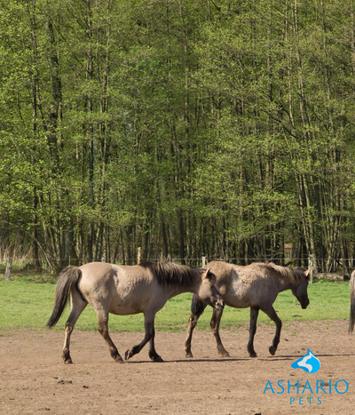 While CBD is generally well-tolerated by horses, it's essential to be aware of potential side effects. At Ashario Pets, we prioritize transparency and education.