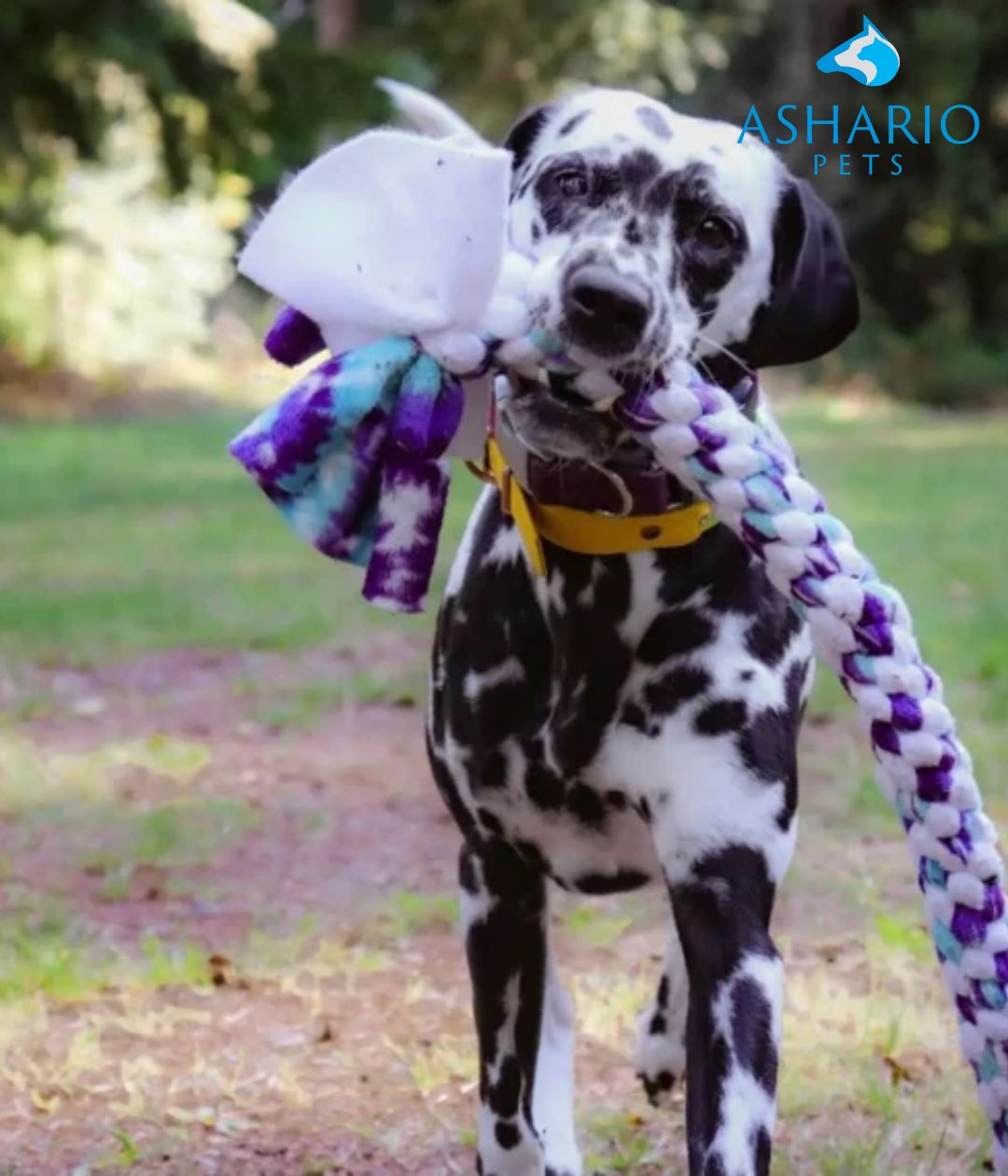 Explore durable toys for large dogs at Ashario Pet Store, like the KONG Extreme Black Dog Toy and interactive Goodie Bone. Keep your pup entertained safely with our full range at 1111A Finch Avenue West Unit #2, North York, Ontario