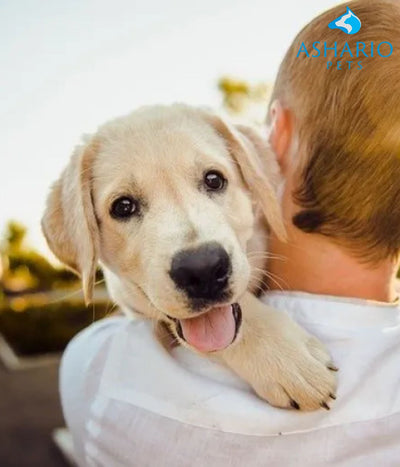 Ensure your pet's well-being with proper nutrition, veterinary care, exercise, a safe environment, socialization, grooming, and hygiene from Ashario Pet Store.
