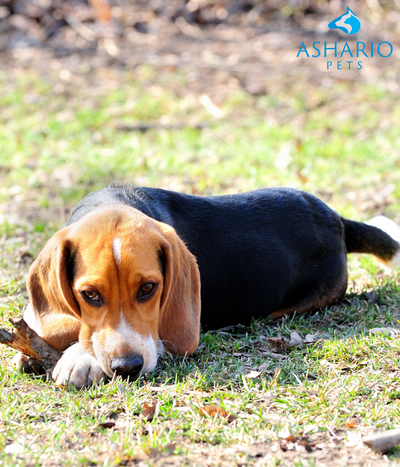 Explore top-notch beef cheek rolls for your pup! Ensure quality ingredients, appropriate sizing, and high safety standards for a healthy treat.