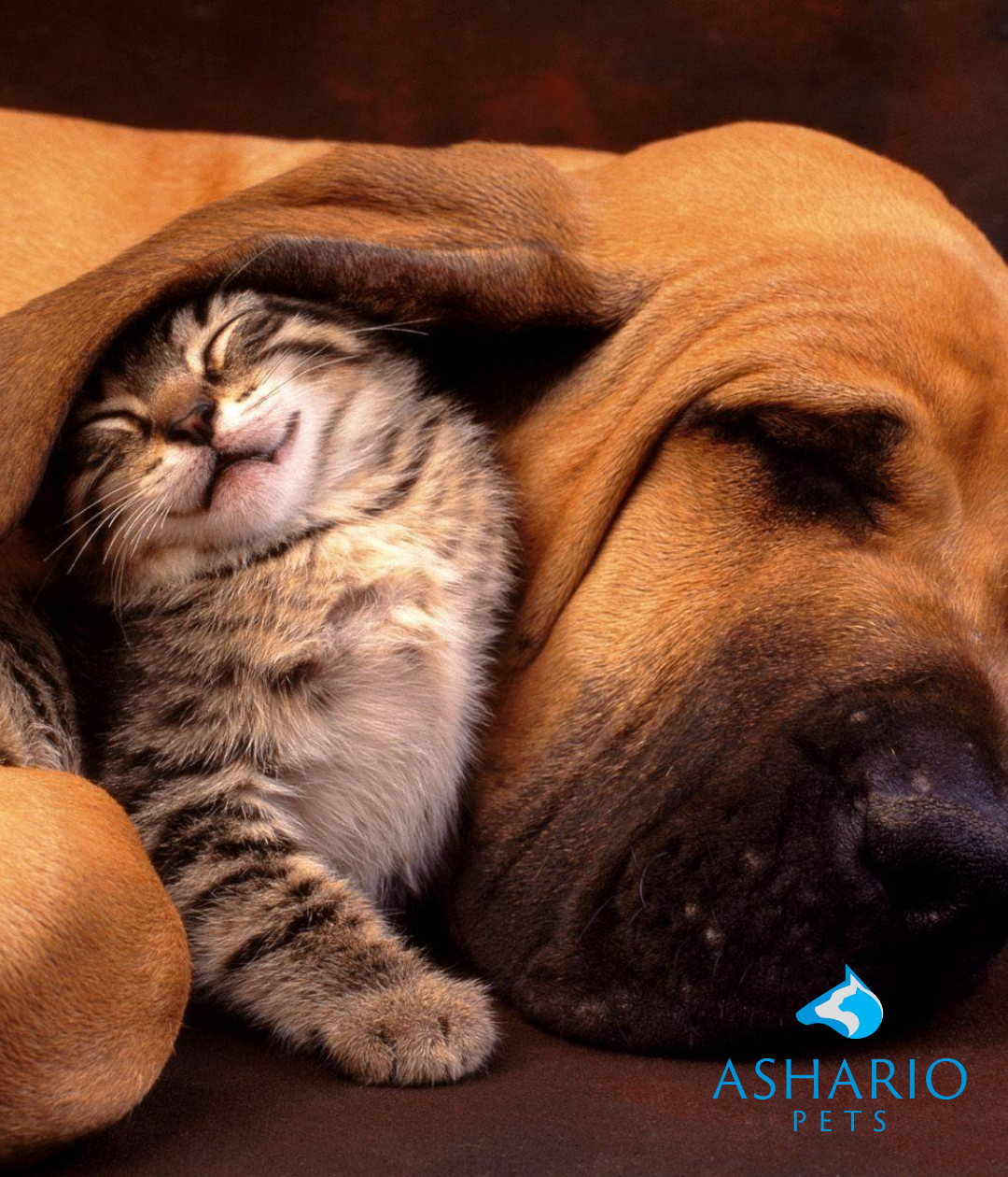 "Discover the Ashario Pets difference! Explore why pet lovers choose us over Ren's Pets for our commitment to quality, personalized service, and a curated selection that ensures the best for your furry companions.