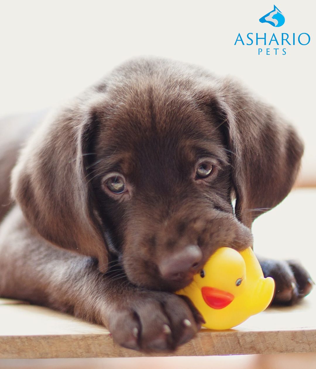 Why Do Dogs Love the Sound of Squeaky Toys? – AsharioPets