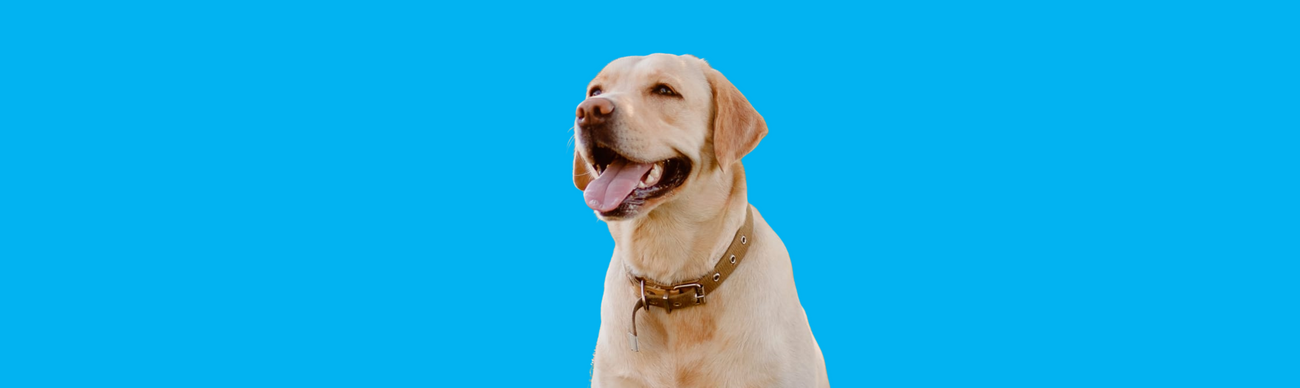 Happy Labrador retriever wearing collar on blue background representing quality dog products Canada collection