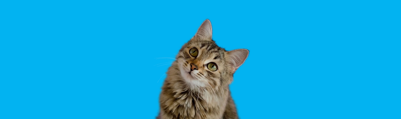 Tabby cat on blue background for Ashario Pets cat collection featuring natural cat food North York and toys