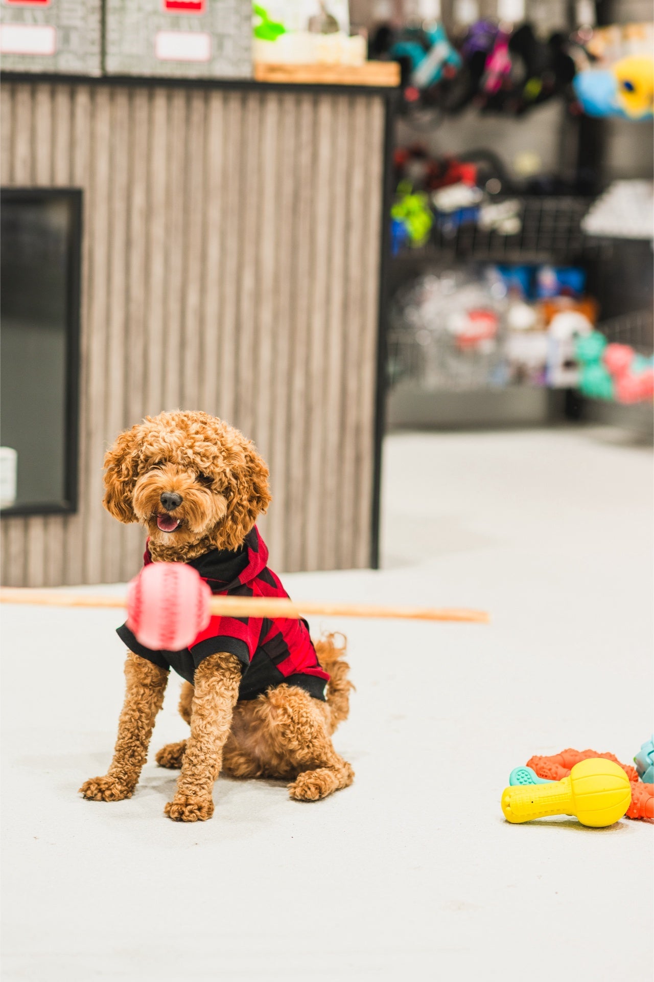 Curly brown dog wearing red and black outfit playing with ashario dog bone chew toy indoors