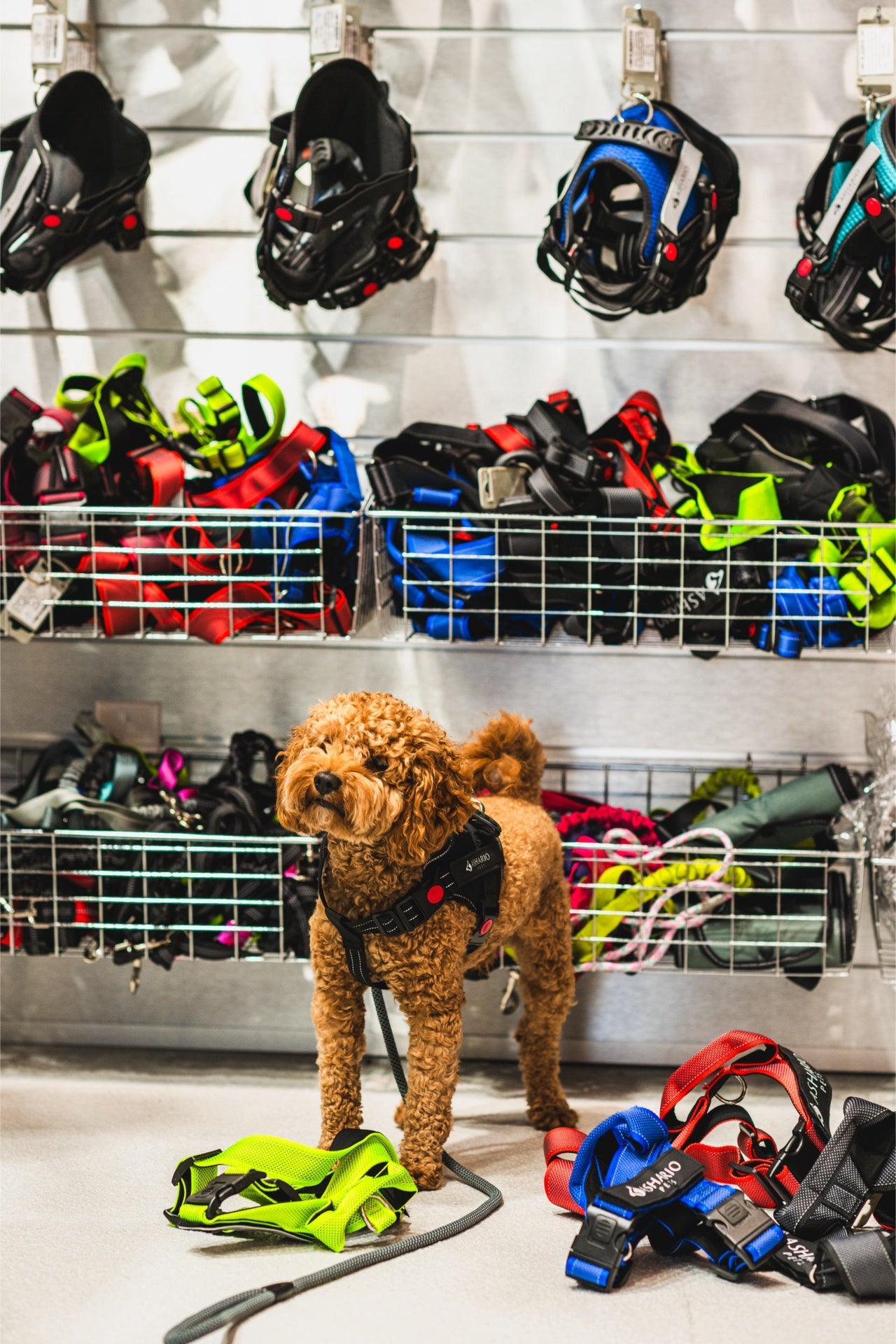 Brown dog wearing ashario pets breezyvest medium reflective pet harness standing near colorful pet harnesses on display