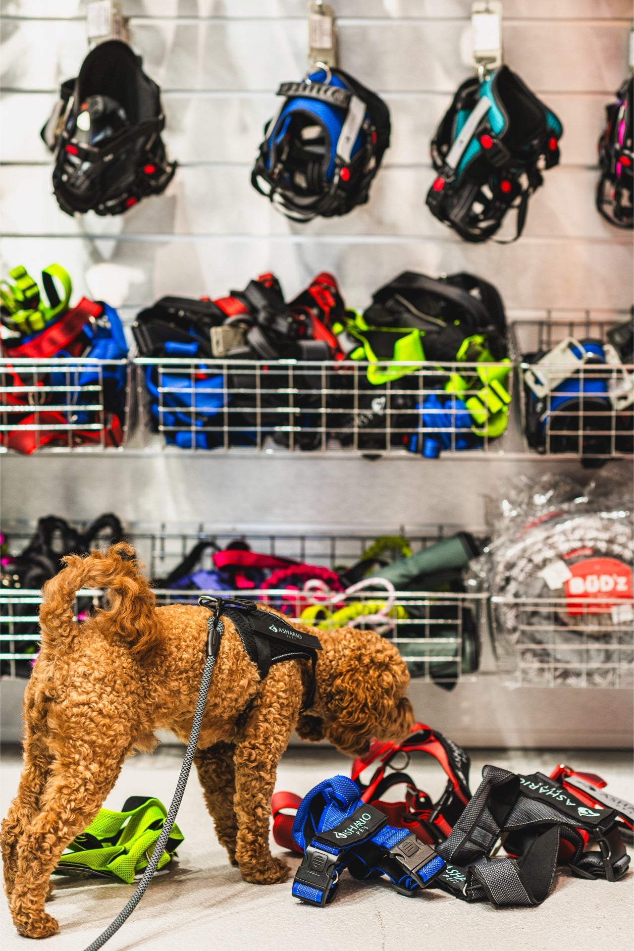 Curly brown dog wearing ashario pets breezyvest medium reflective pet harness with various colored harnesses displayed