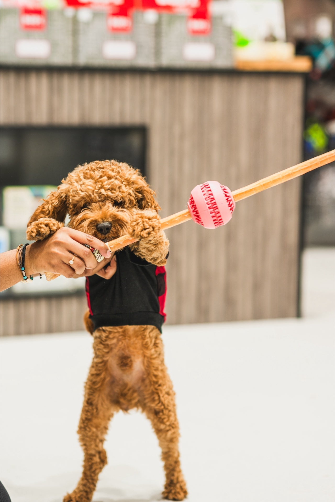 Small brown dog playing with ashario pets mushroom dispenser toy for pets held on a stick indoors