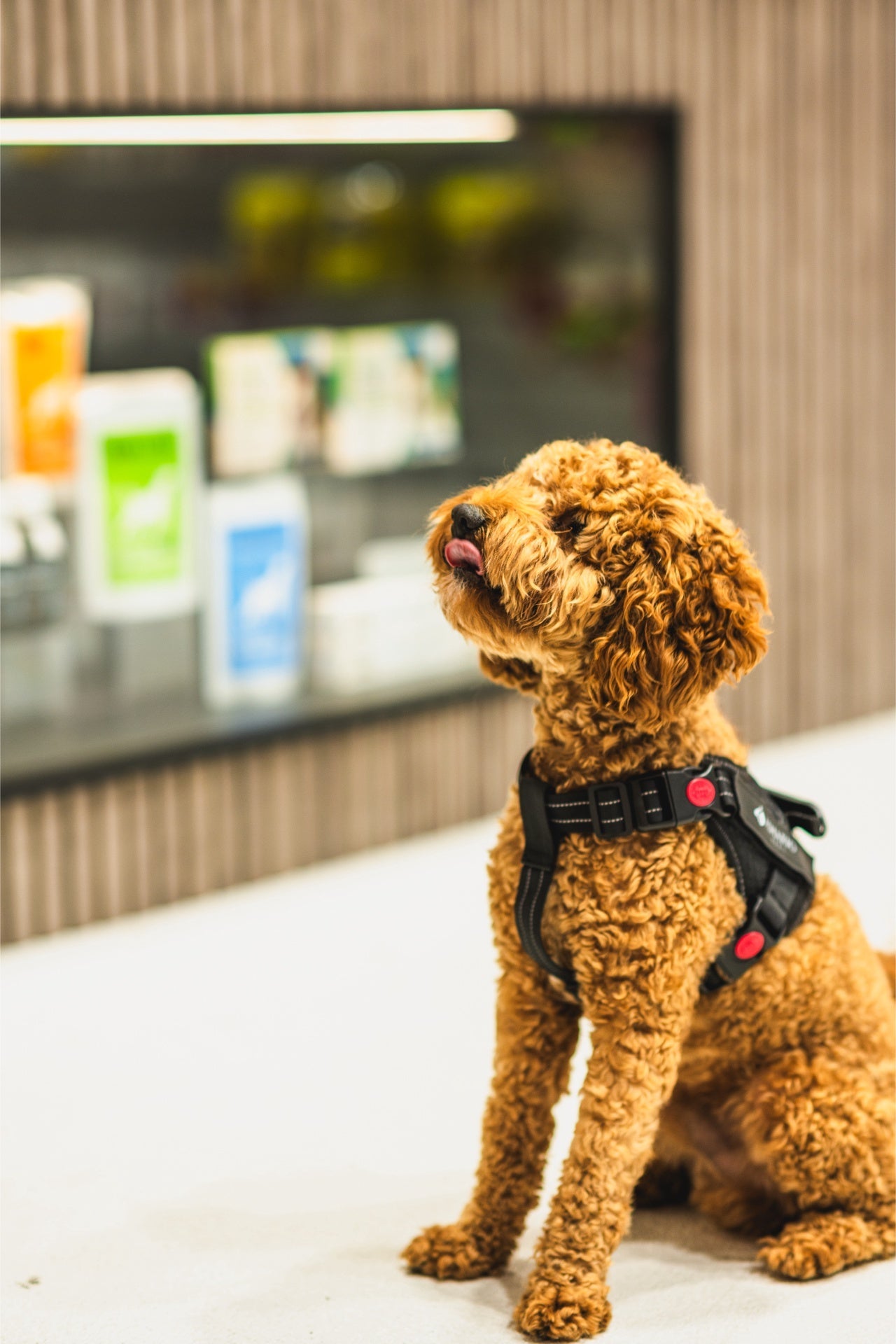 Small curly brown dog wearing ashario pets reflective dog harness small sitting indoors