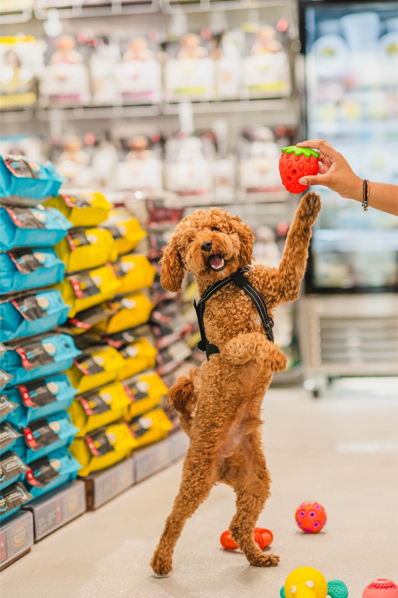 A happy dog playing with an Ashario strawberry pet dispenser toy in a vibrant pet store
