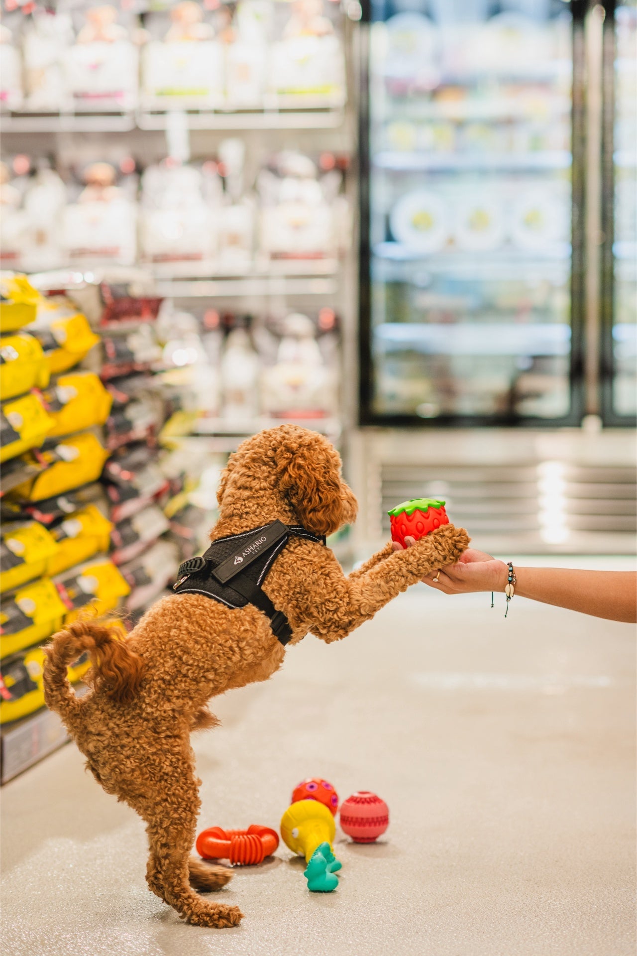 Dog reaching for Ashario strawberry pet dispenser toy in a pet store aisle
