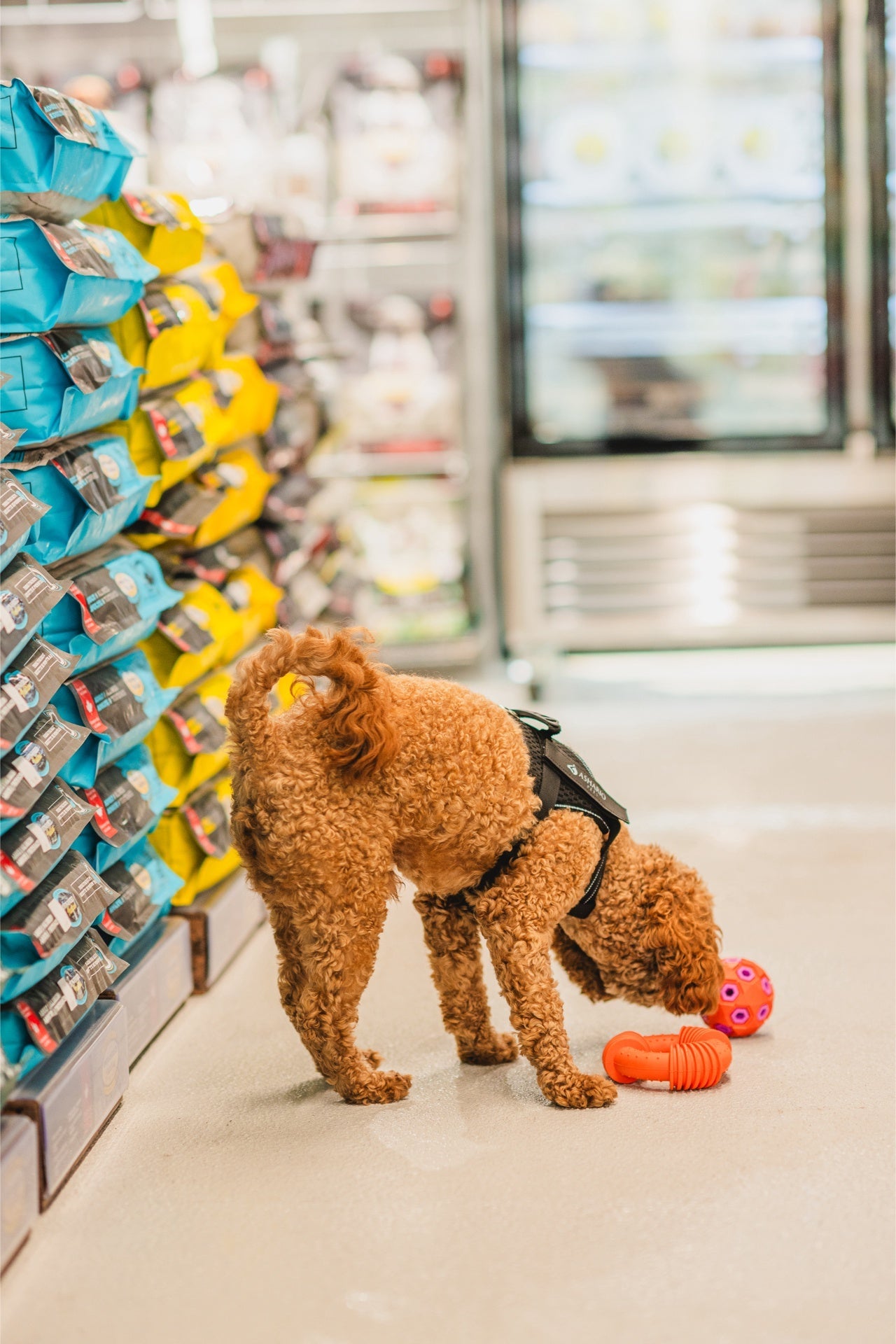 Brown dog using the Ashario strawberry pet dispenser toy in a pet store aisle