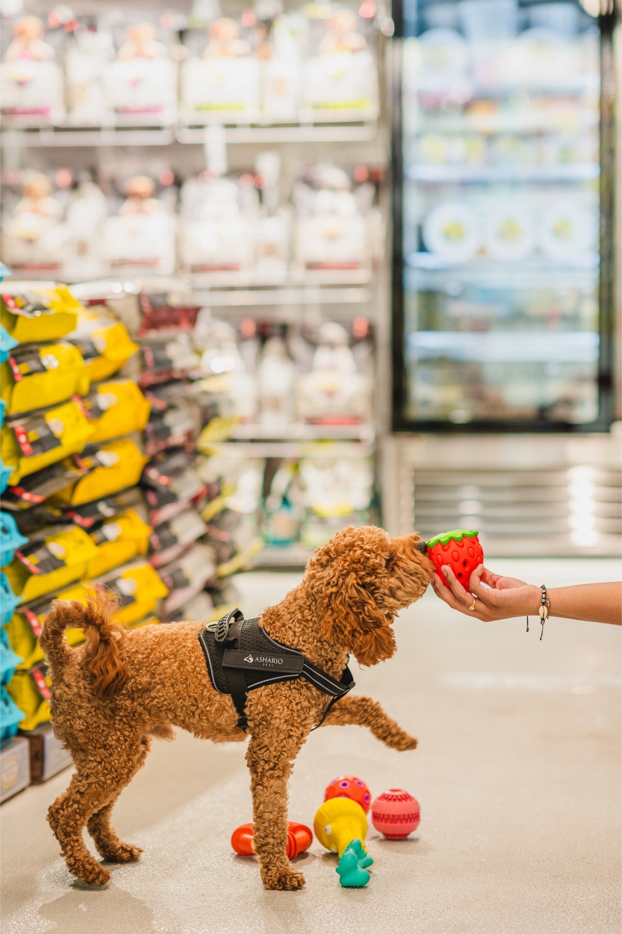 Dog playing with Ashario strawberry pet dispenser toy in a pet store aisle