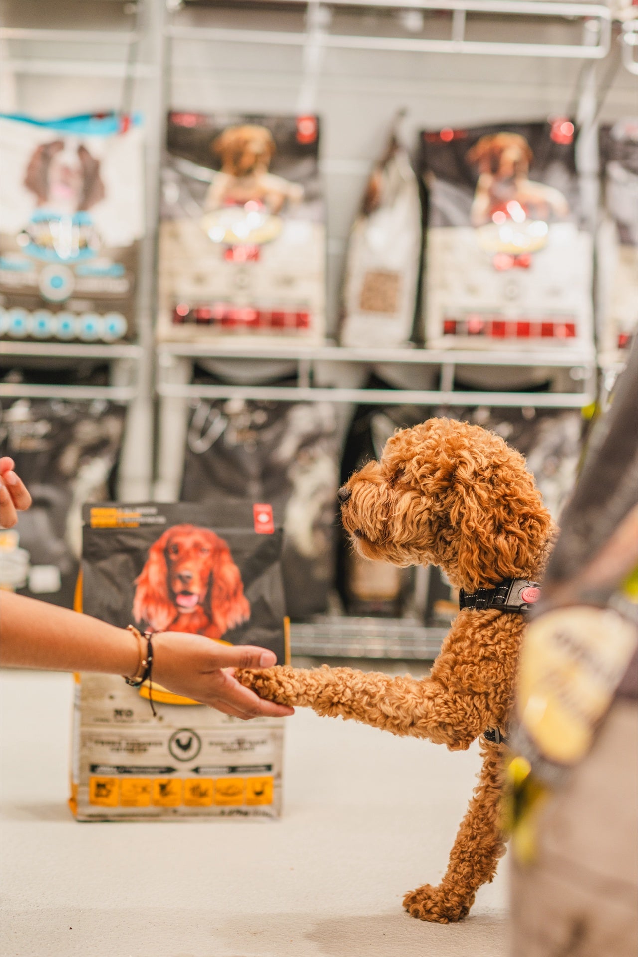Oven Baked Tradition corn-free lamb dog food with a dog receiving a treat in a pet store