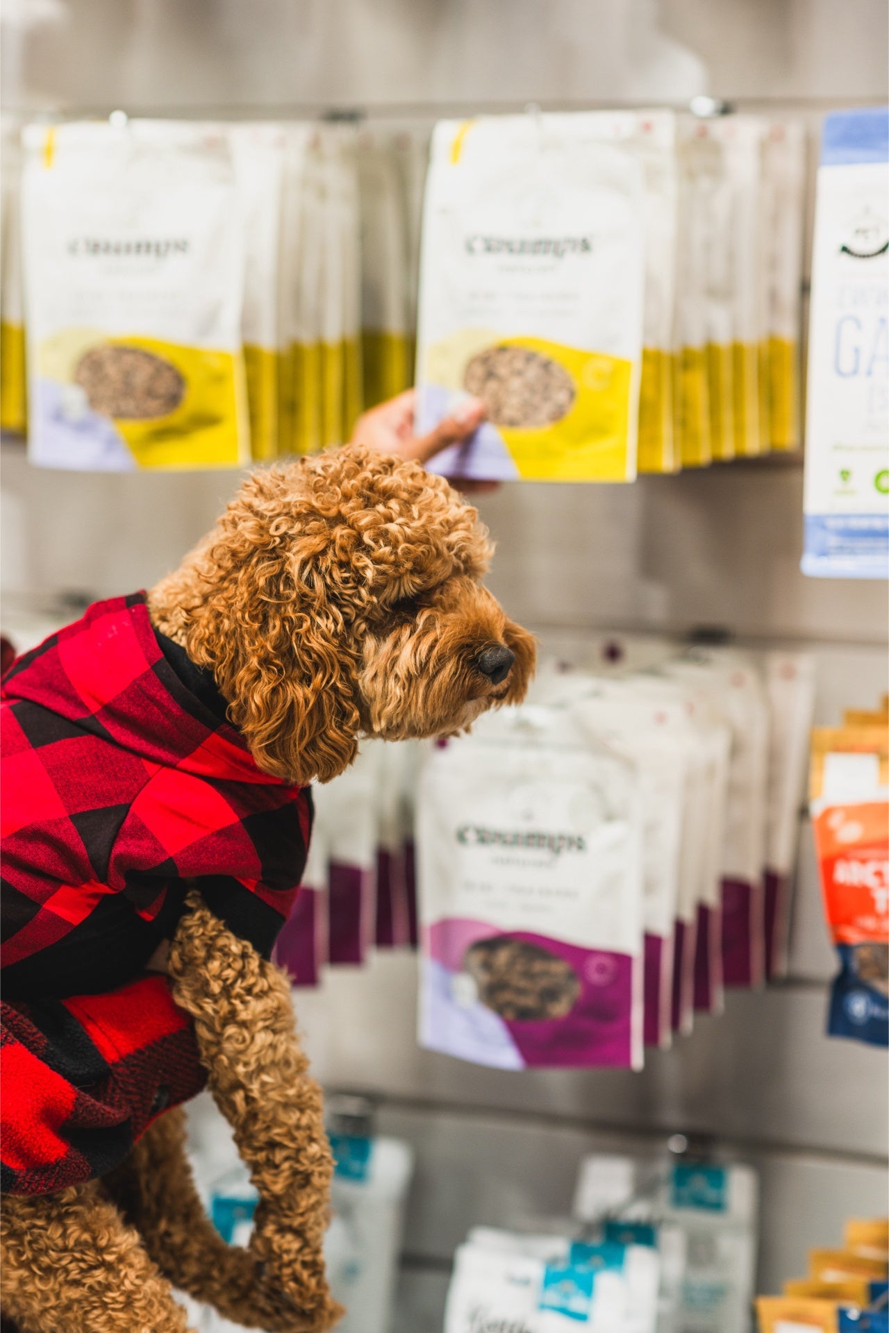 Dog reaching for Crumps' Natural beef liver mini trainers for dogs on store shelf