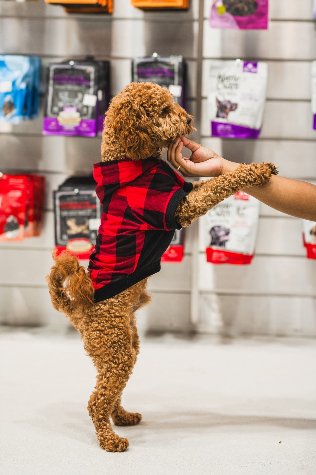 Playful dog wearing a red and black hoodie near Crumps freeze dried beef liver bites in a pet store