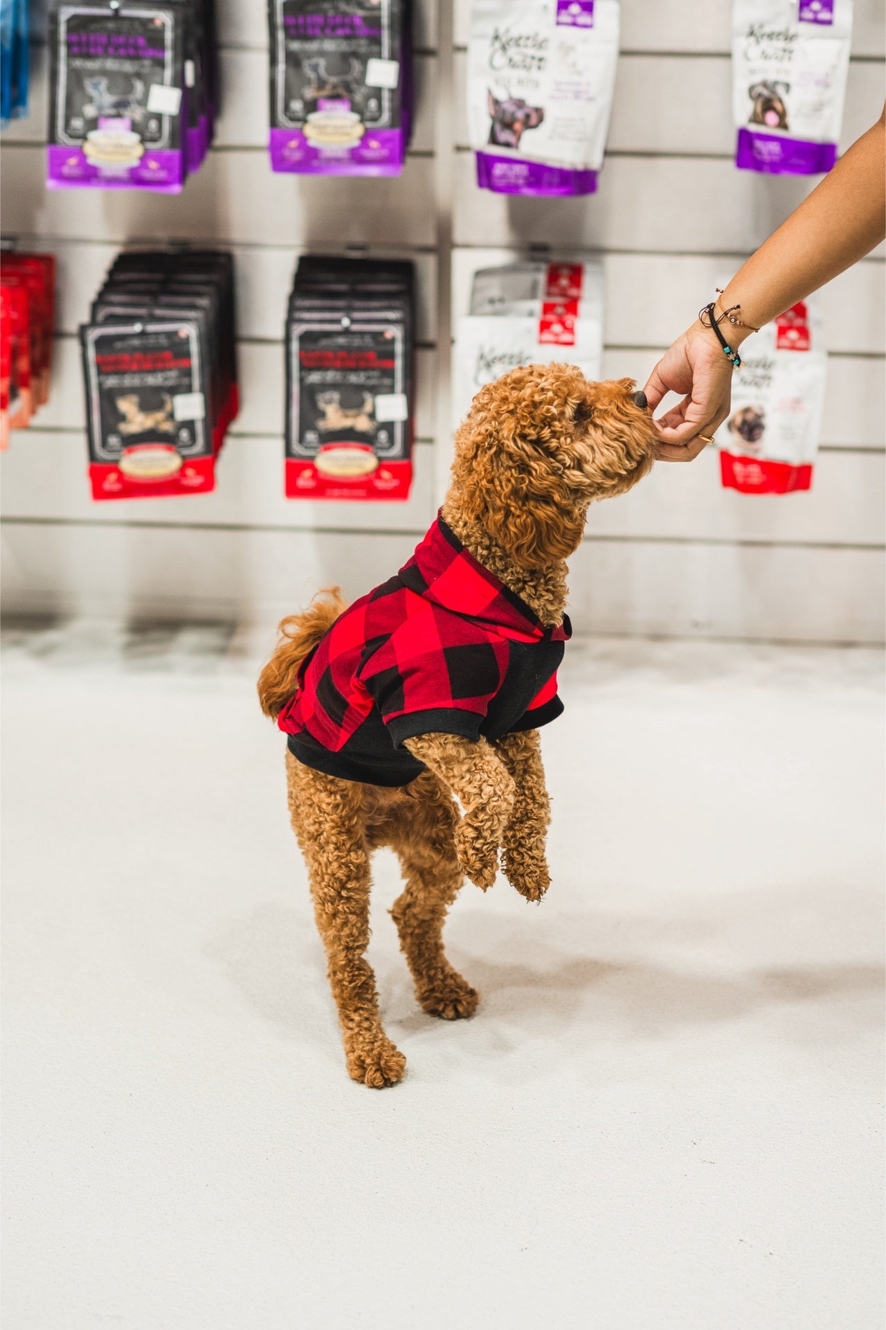 Dog enjoying Crumps freeze dried beef liver bites while wearing a stylish plaid shirt in a pet store