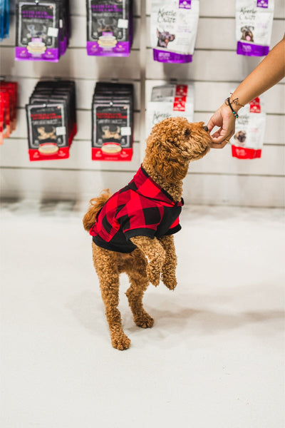 Dog enjoying Crumps freeze dried beef liver bites while wearing a stylish plaid shirt in a pet store