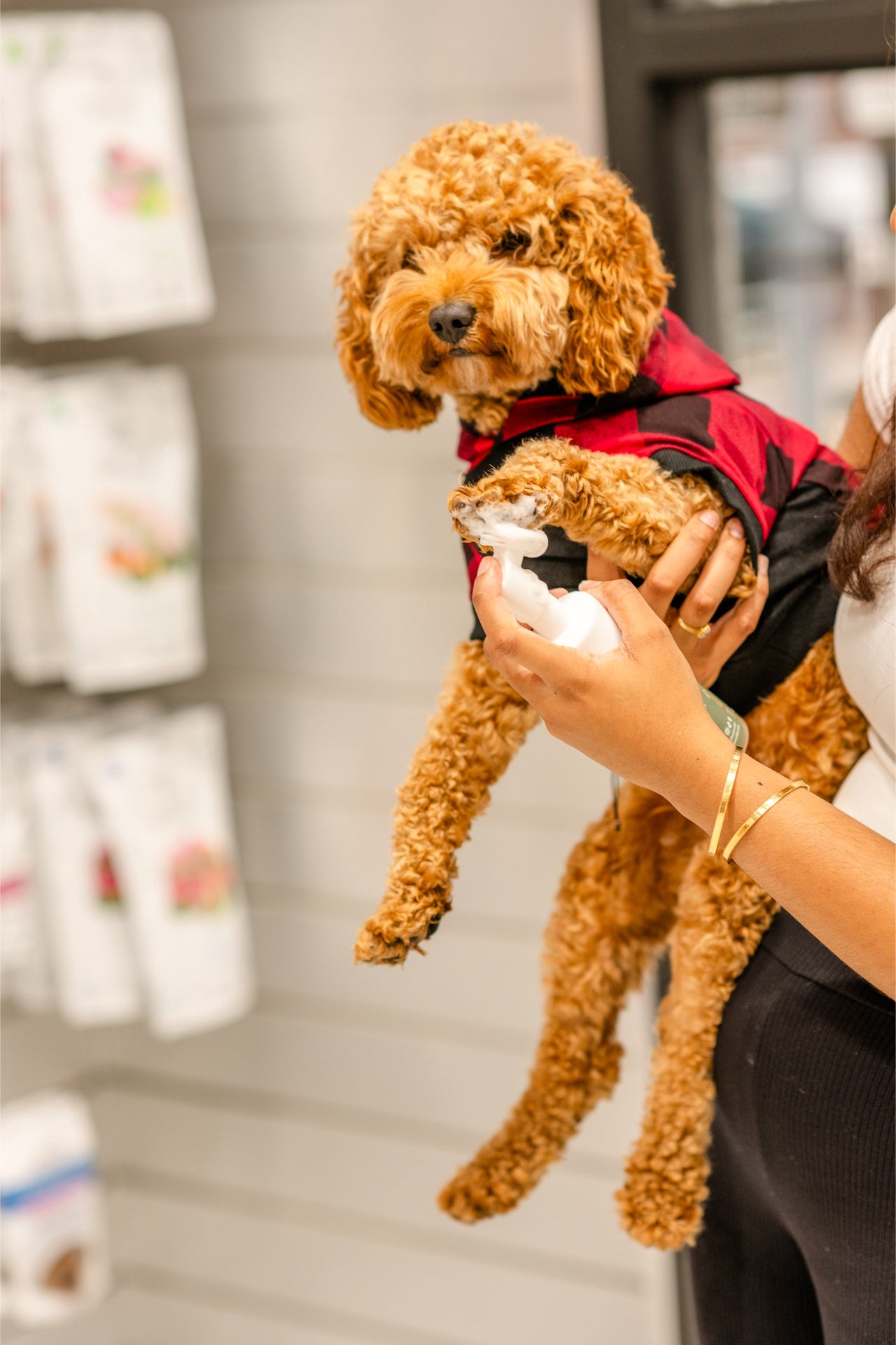 Small brown curly dog wearing red jacket being held while applying dandylion pet foaming cleanser