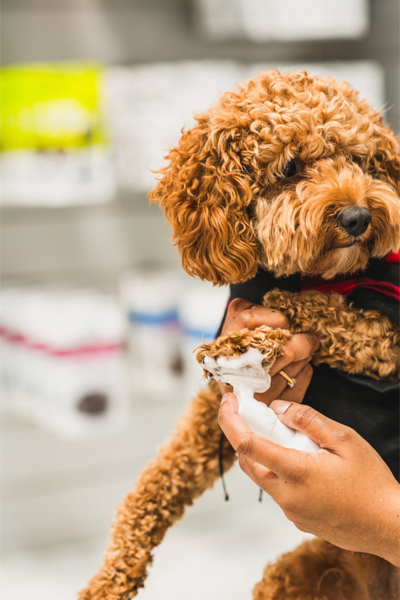 Dog grooming with dandylion pet foaming cleanser applied to a small brown curly dog paw