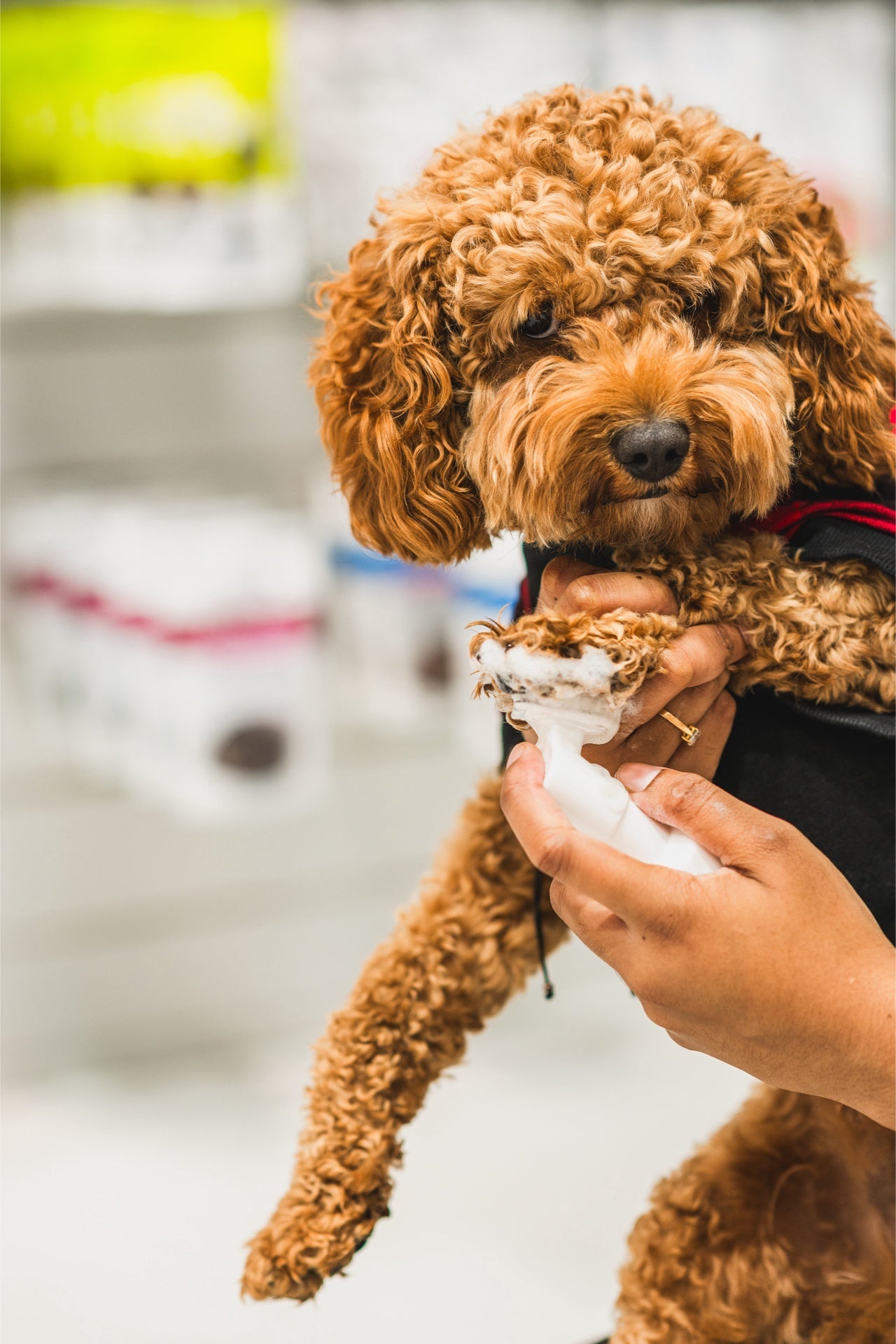 Small curly brown dog being cleaned with dandylion pet foaming cleanser for gentle grooming