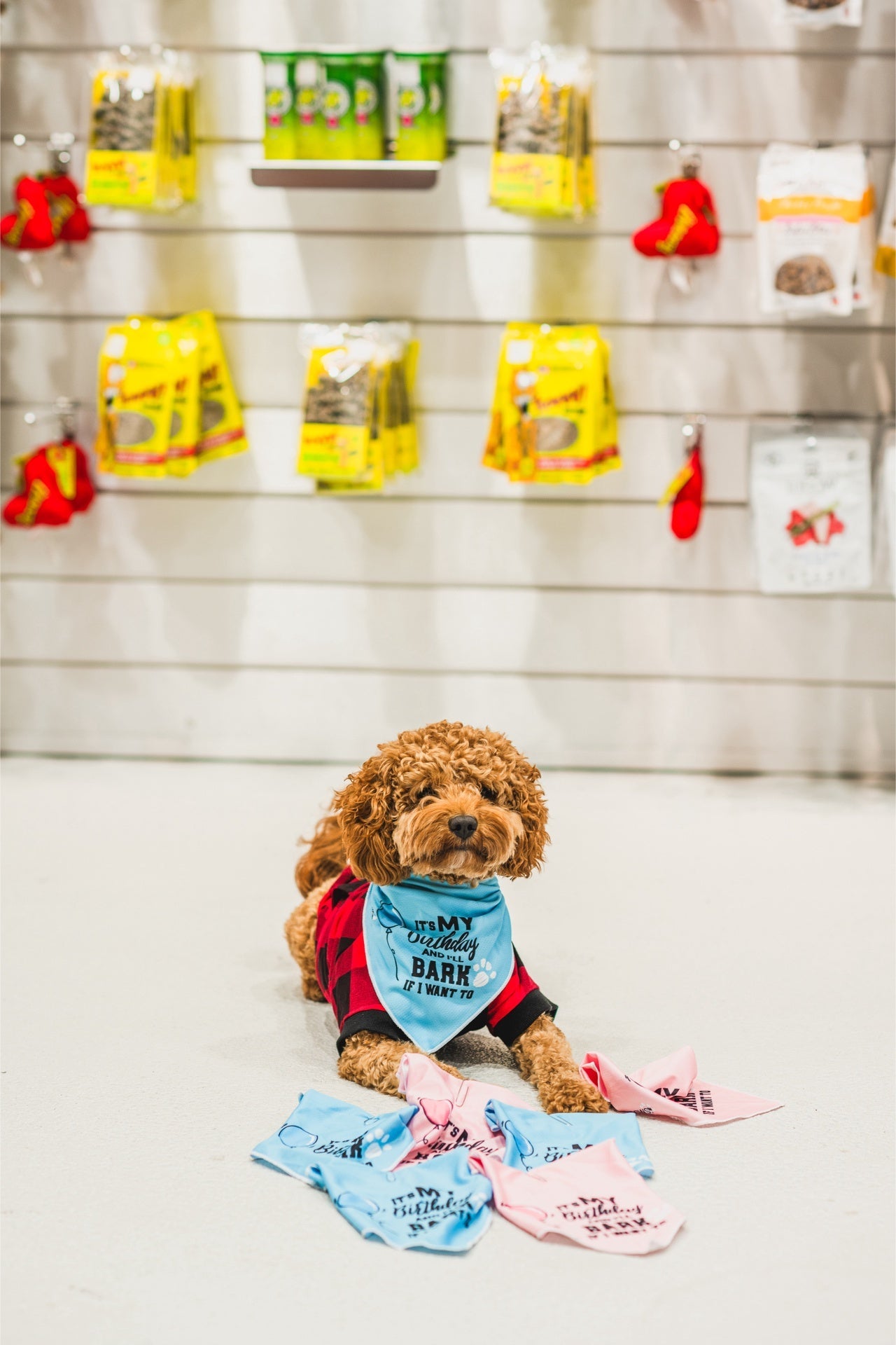 Small brown dog wearing red outfit and dexypaws pink birthday bandana for dogs sitting in pet store