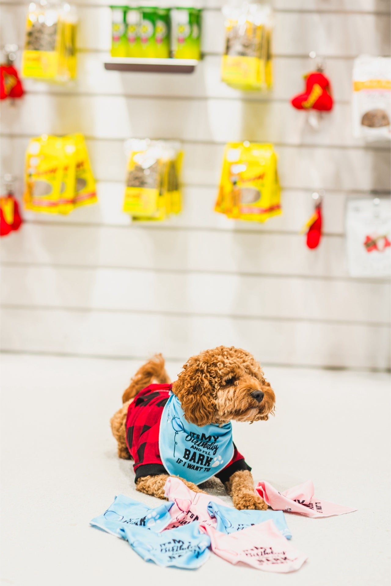 Small brown dog wearing dexypaws pink birthday bandana for dogs lying on the floor with pet accessories in background