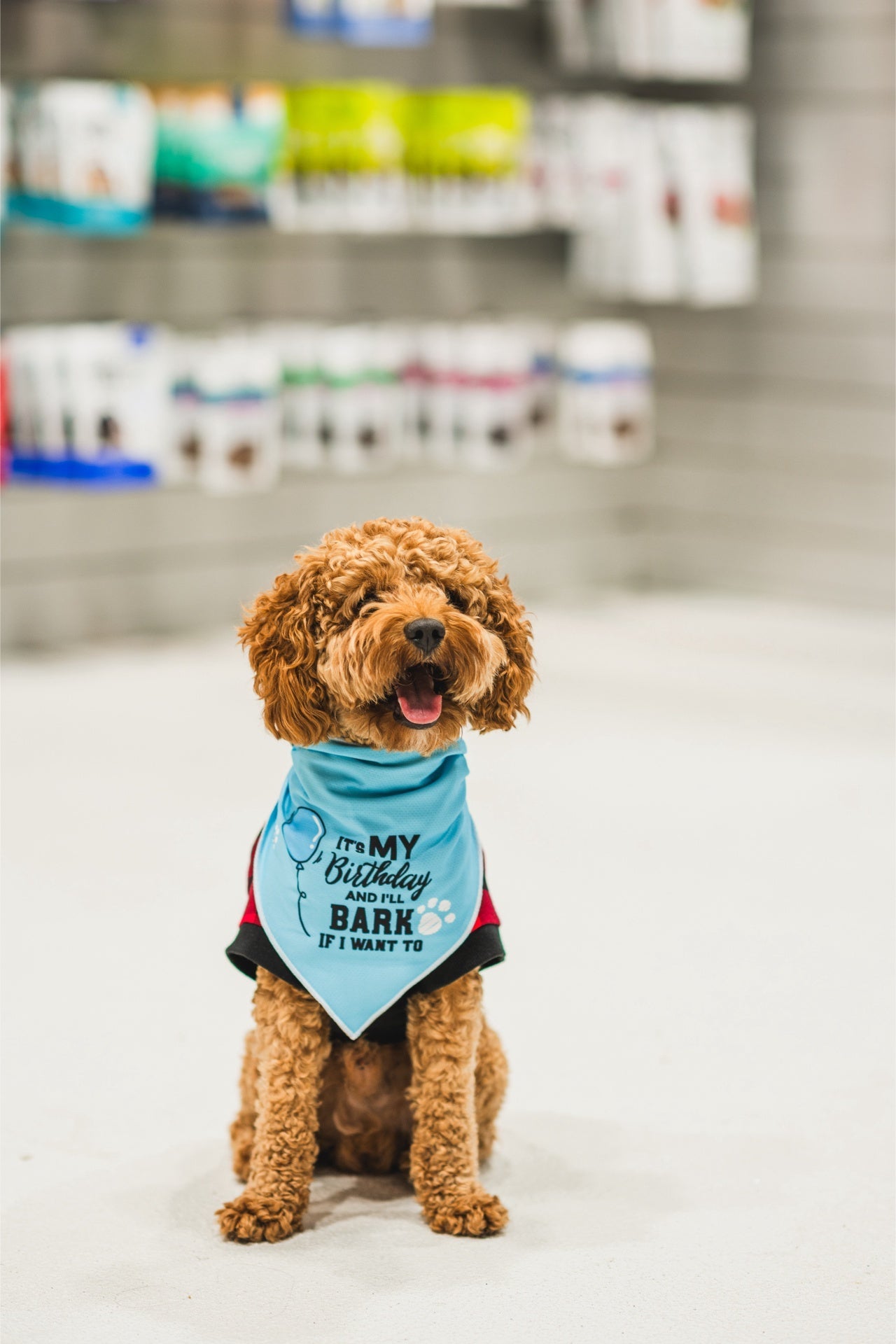 Curly brown dog wearing dexypaws pink birthday bandana for dogs inside pet store
