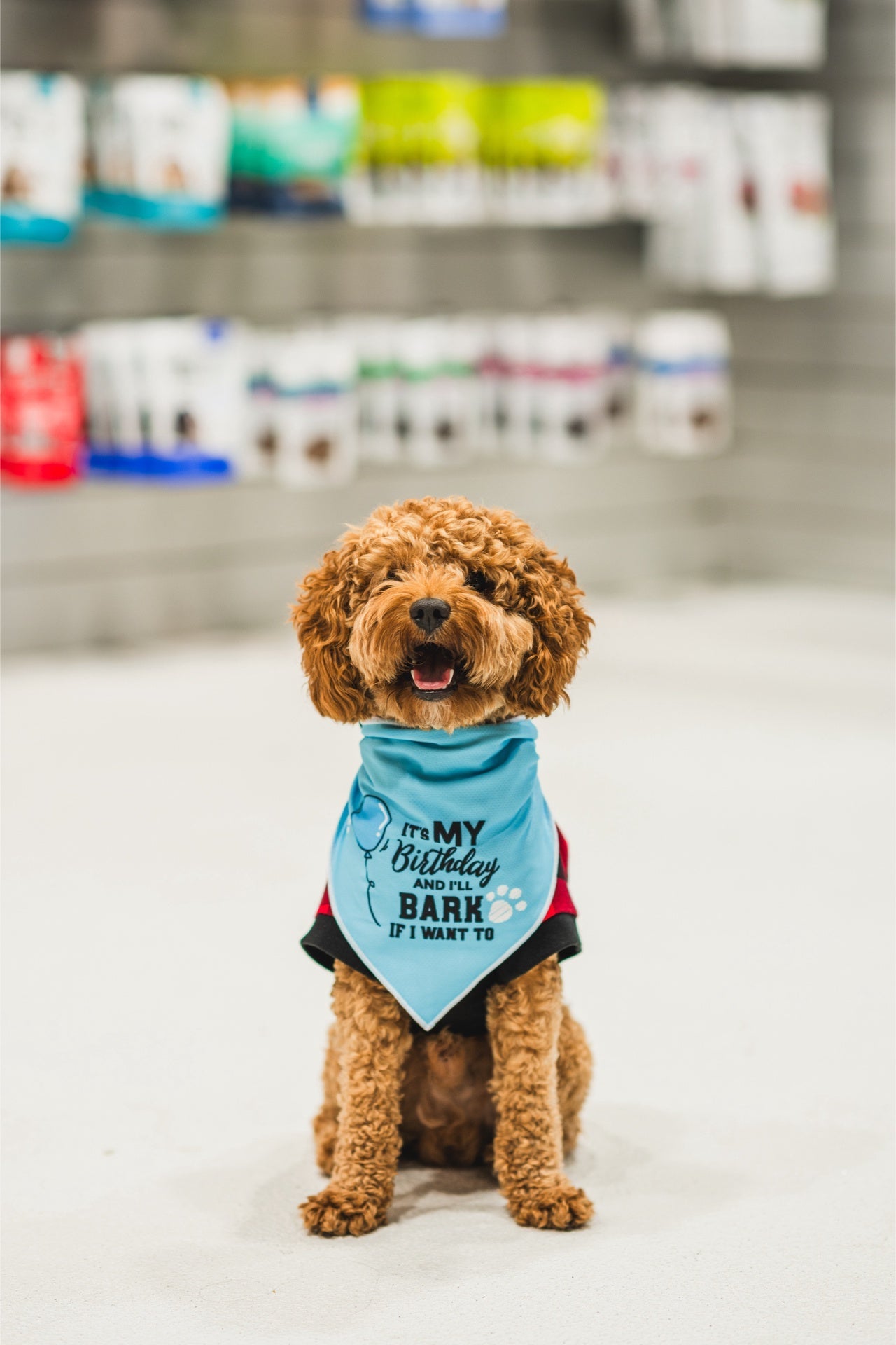 Curly brown dog wearing dexypaws pink birthday bandana for dogs with birthday message sitting in pet store