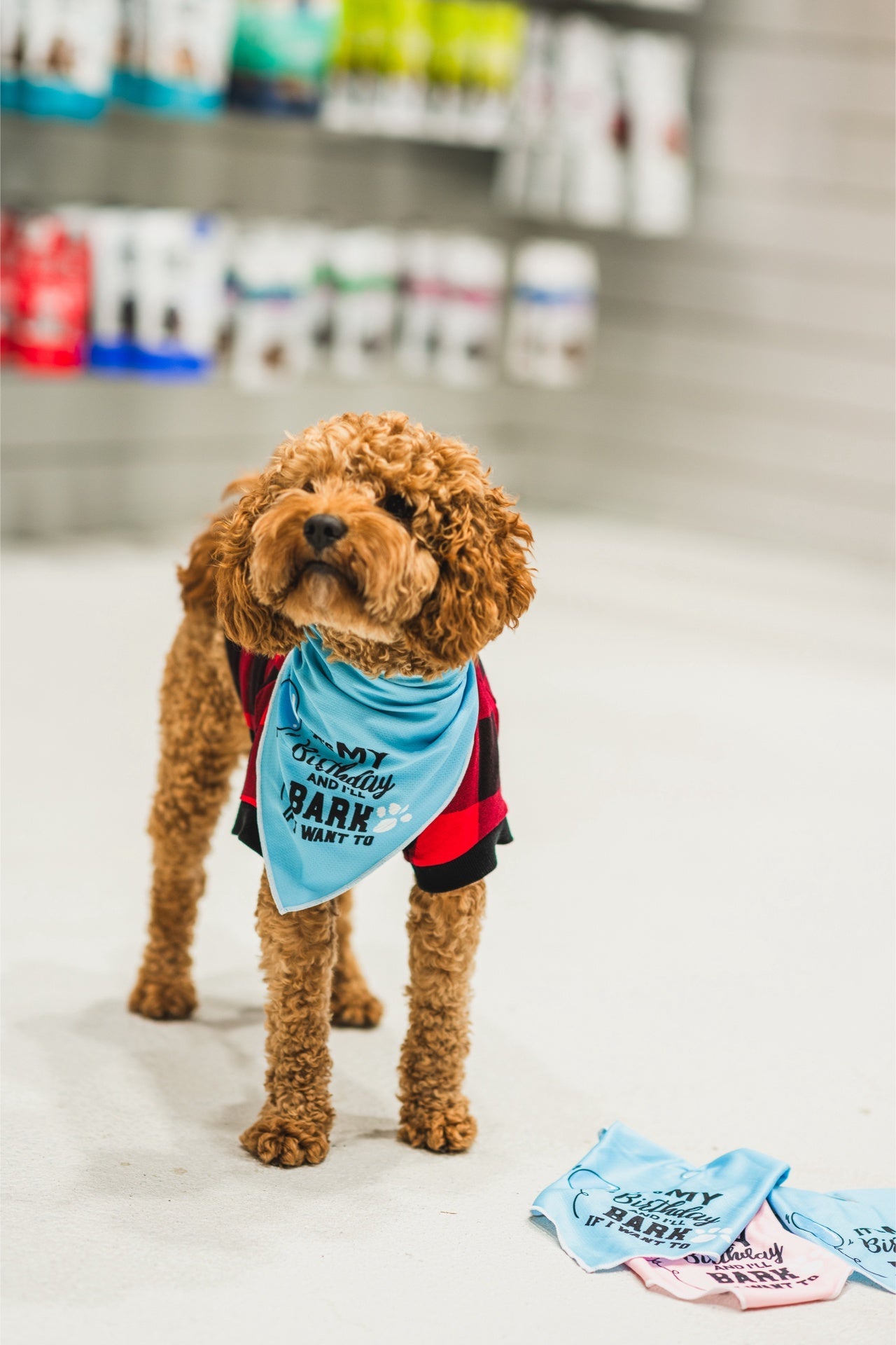 Curly brown dog wearing a blue dexypaws pink birthday bandana for dogs with pet supplies in background