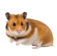 Shop Small Animals