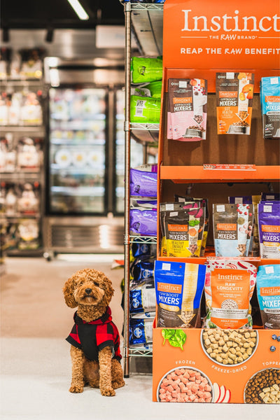 Instinct raw senior dog multivitamin topper displayed on store shelf with curly brown dog sitting nearby