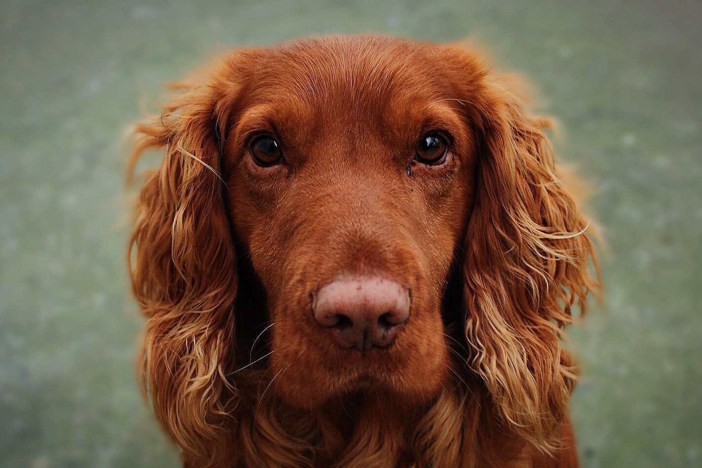 Close-up of a friendly brown dog with fluffy fur, standing outdoors on green grass, enjoying a sunny day in the park