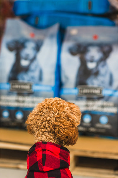 Curly-haired dog wearing red plaid jacket looking at Lifetime wild caught fish dog food bags on shelf