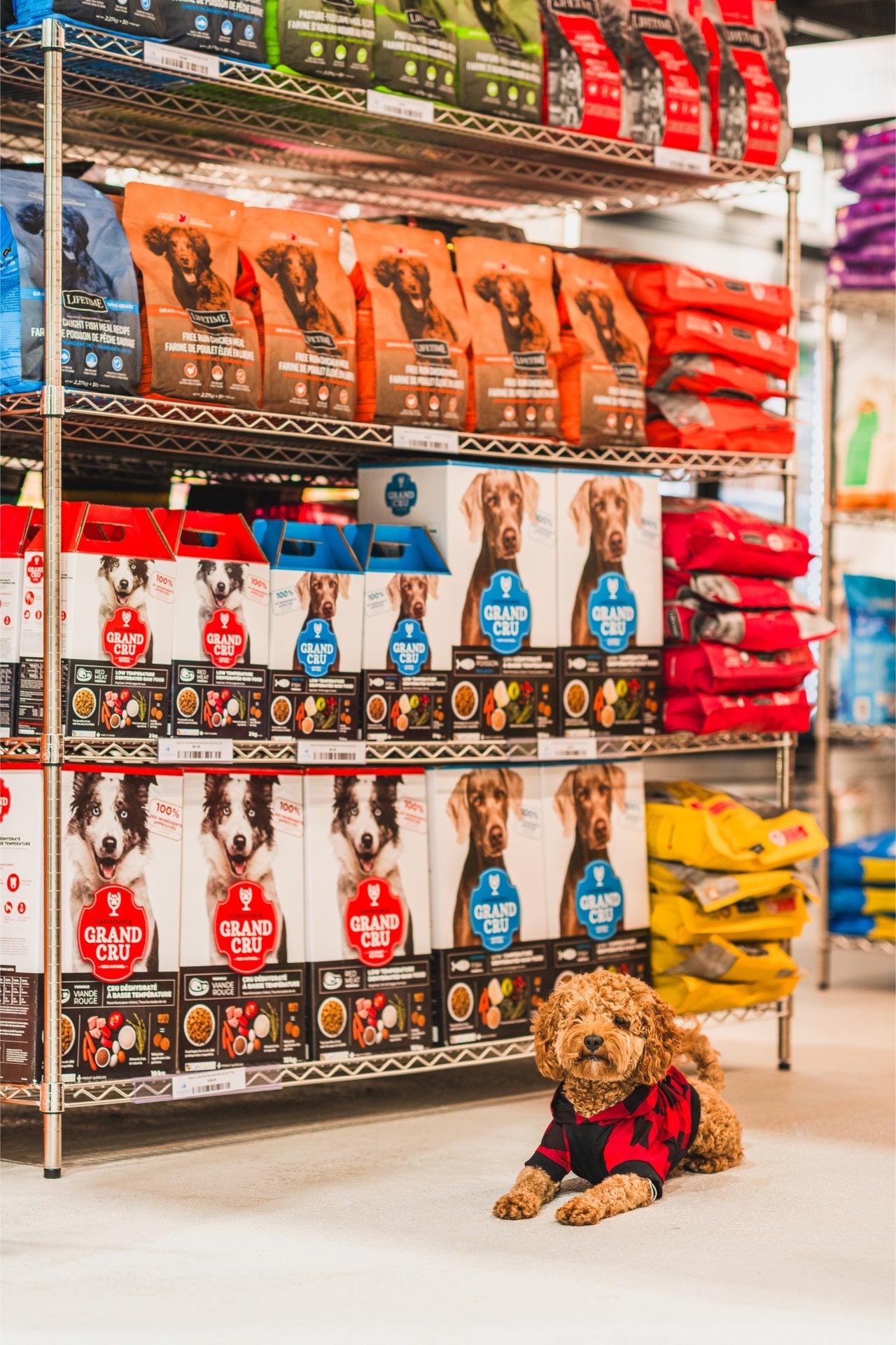 Lifetime wild caught fish dog food bags displayed on metal shelves with a small brown dog wearing a red and black sweater lying on the floor