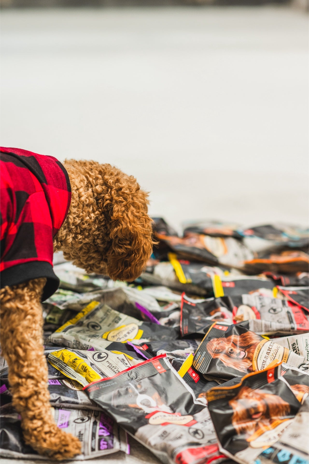 A dog curiously inspecting various bags of oven baked adult small breed lamb dog food on the floor