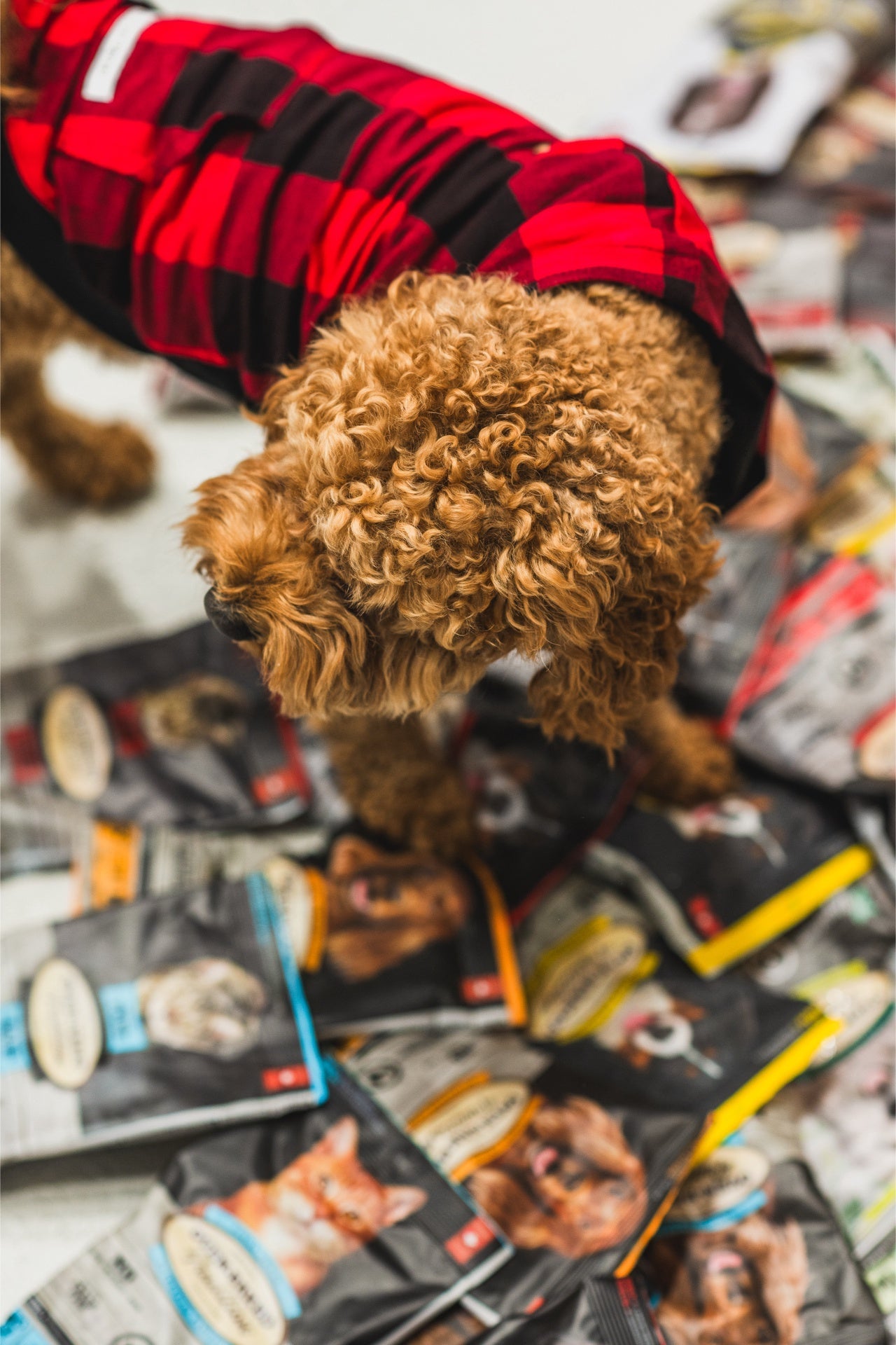 Oven Baked Tradition Adult Small Breed Lamb Dog Food bags scattered on the floor with a dog in a red coat