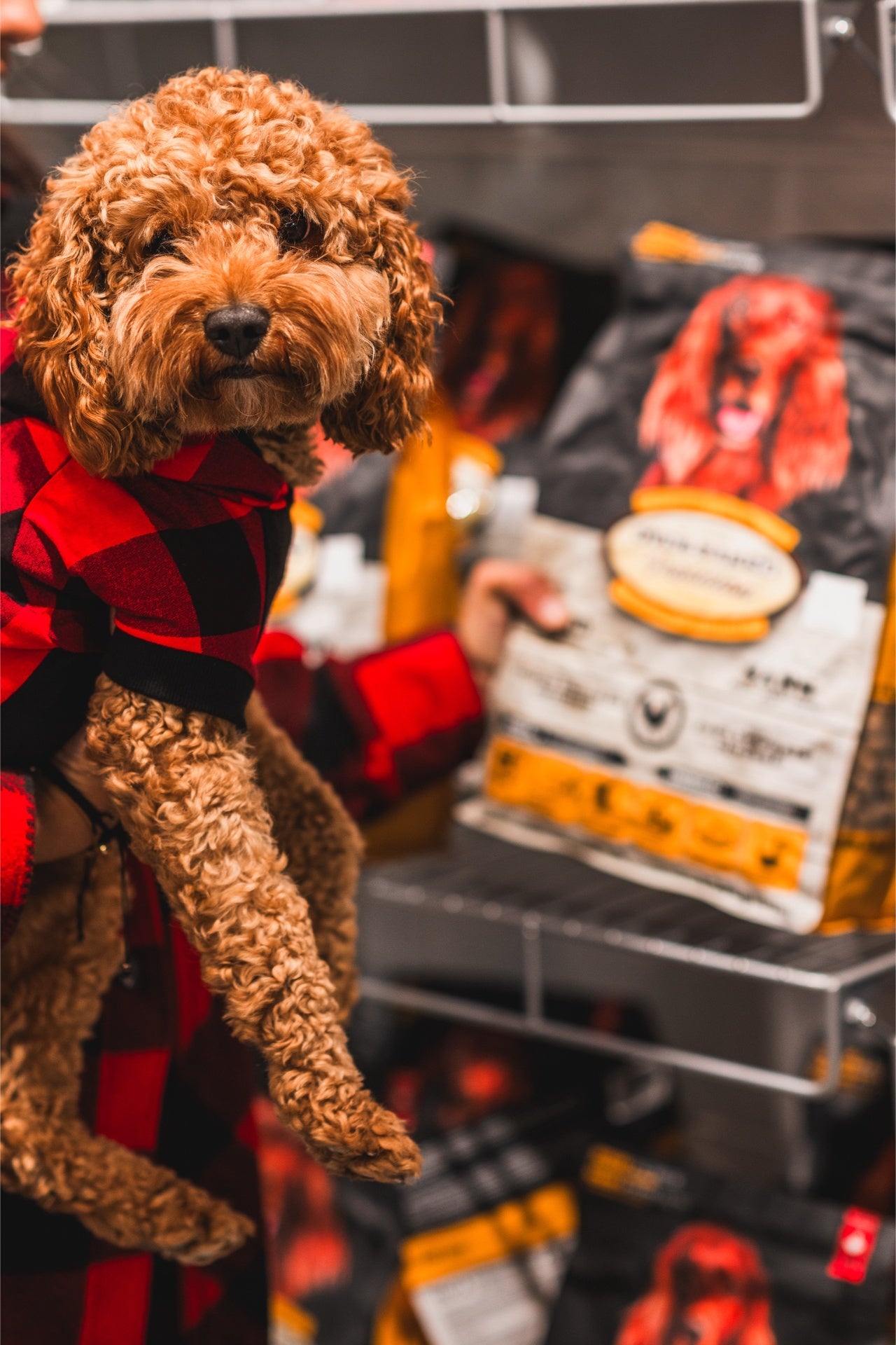 Oven Baked Tradition oven baked dog chicken food for seniors displayed in a store with a happy dog